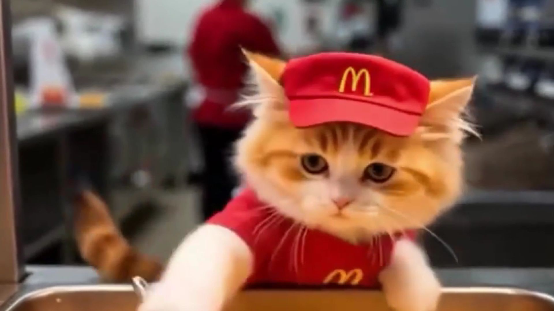 Khi Mèo Làm Bếp Trưởng McDonald – Gà Rán Ngon Hơn Gấp Đôi!?